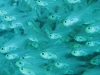 glassfish